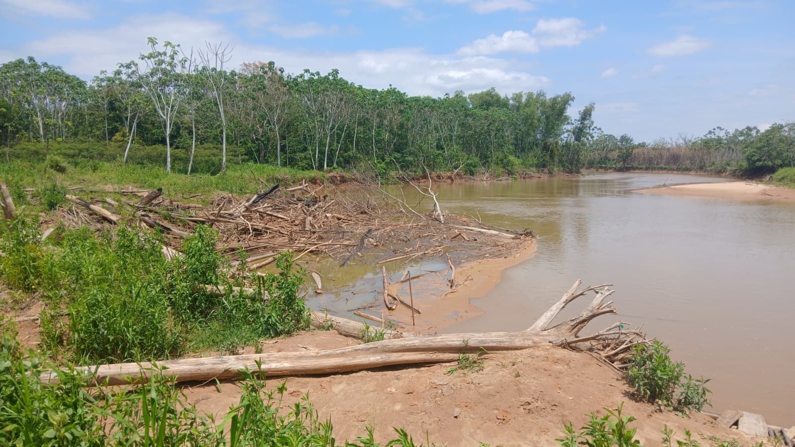 Logjam in the lower Maniqui River, causing the river to divert its course.